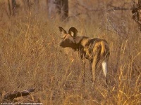 image of african_hunting_dog