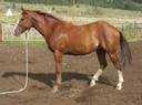 image of sorrel