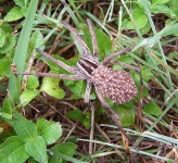 image of wolf_spider