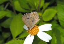 image of lycaenid