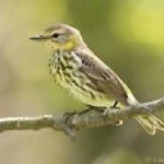 image of bird