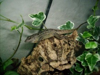 image of american_chameleon