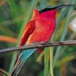 image of bird