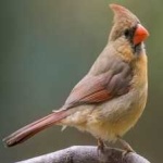 image of bird