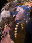 image of chiton
