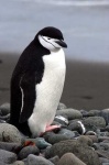 image of king_penguin #9