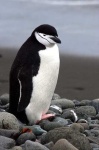 image of king_penguin