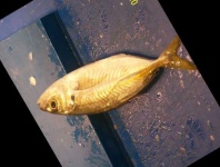 image of fish