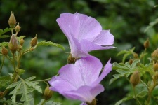 image of flower