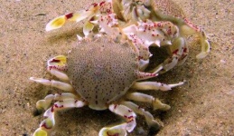 image of crab