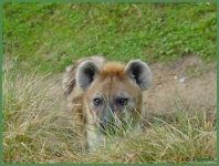 image of hyena
