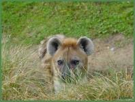 image of hyena #30