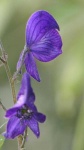 image of flower