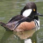 image of bird