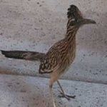 image of bird