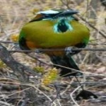 image of bird