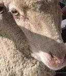 image of animal