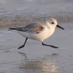 image of sandpiper #5