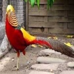image of golden_pheasant #17
