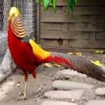 image of bird