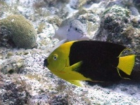 image of rock_beauty