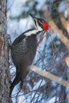 image of woodpecker #1