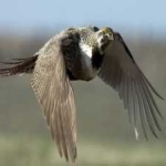 image of bird