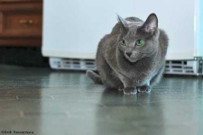 image of animal