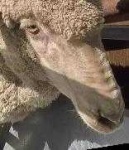 image of animal