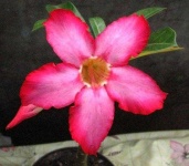 image of flower