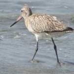 image of bar_tailed_godwit #2