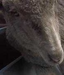 image of animal