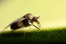 image of fly