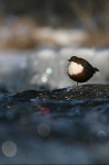 image of water_ouzel