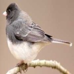 image of bird