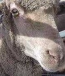 image of animal