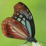 image of animal