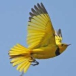 image of bird