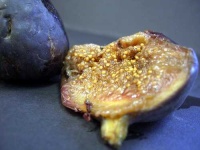 image of fig