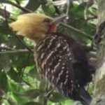 image of bird