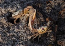 image of fiddler_crab #19