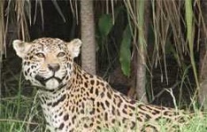 image of jaguar_car