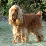 image of animal