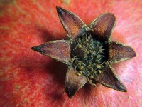 image of pomegranate