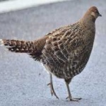 image of bird