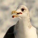 image of bird