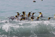 image of king_penguin