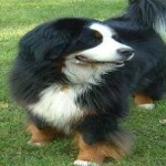 image of animal