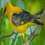 image of bird