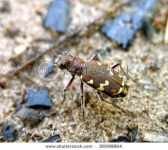 image of tiger_beetle #30